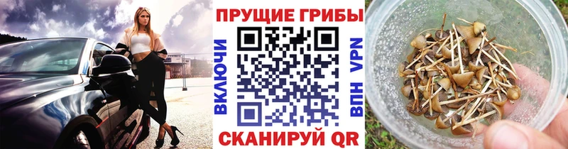 omg ТОР  Сальск  дарк нет телеграм  Галлюциногенные грибы Cubensis 