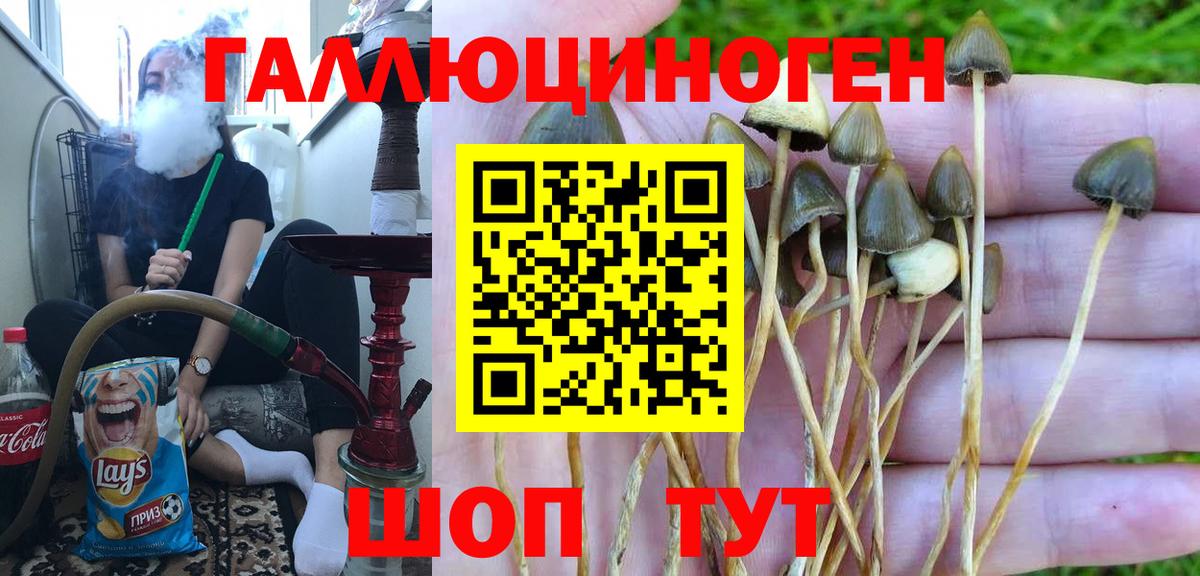 Сальск  Галлюциногенные грибы Psilocybe  Вход с VPN  Галлюциногенные грибы прущие грибы 